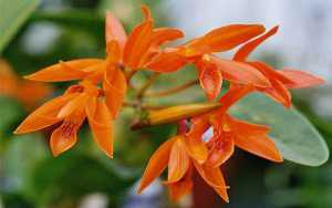 Image Name Cattleya aurantiaca