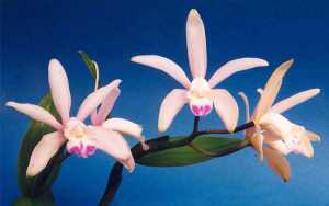 Image Name Cattleya intermedia