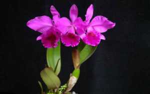 Image Name Cattleya labiata