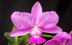 Image Name Cattleya walkeriana 1