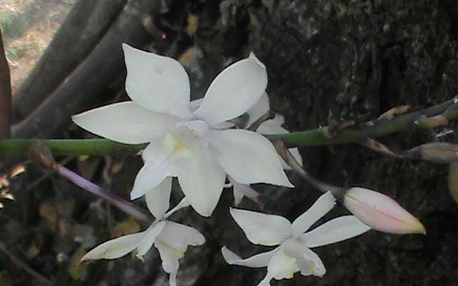 Image Name Caularthron Bilamellatum