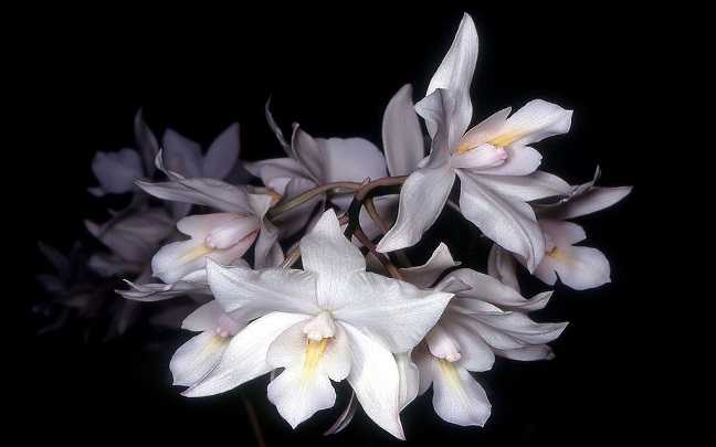 Image Name Caularthron bicornutum