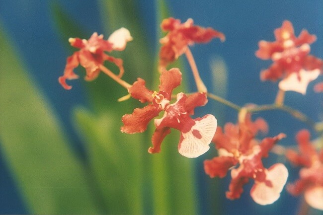 Image Name Chocolate orchid 02