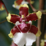 Chocolate Orchid: See Its History, Care, and Photos
