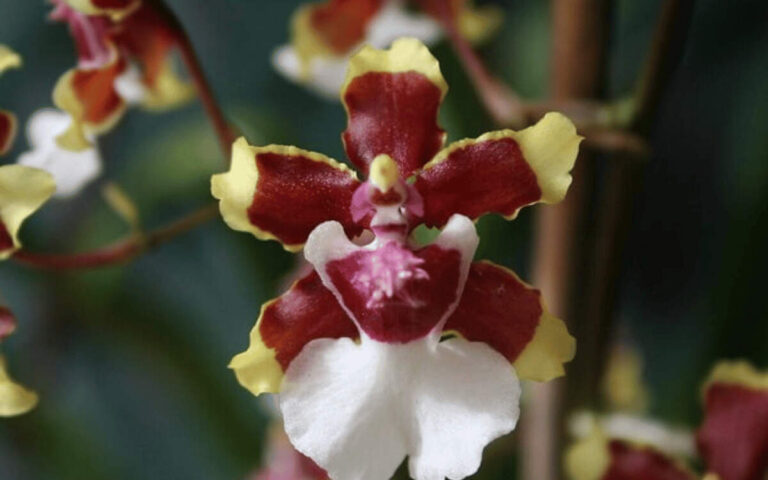 Chocolate orchid – featured image Chocolate Orchid: See Its History, Care, and Photos