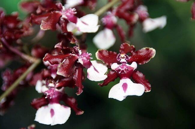 Image Name Chocolate orchid