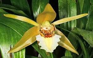 Image Name Coelogyne Lawrencean 1