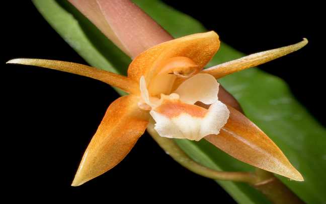 Image Name Coelogyne candoonensis 1