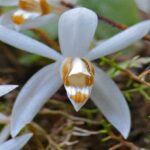 Coelogyne Orchids – Characteristics and How to Care