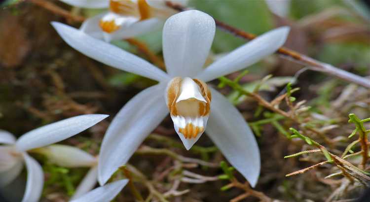 Coelogyne – featured image