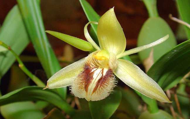 Image Name Coelogyne fimbriata 1