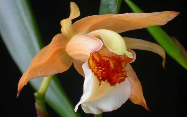 Image Name Coelogyne lawrenceana 1