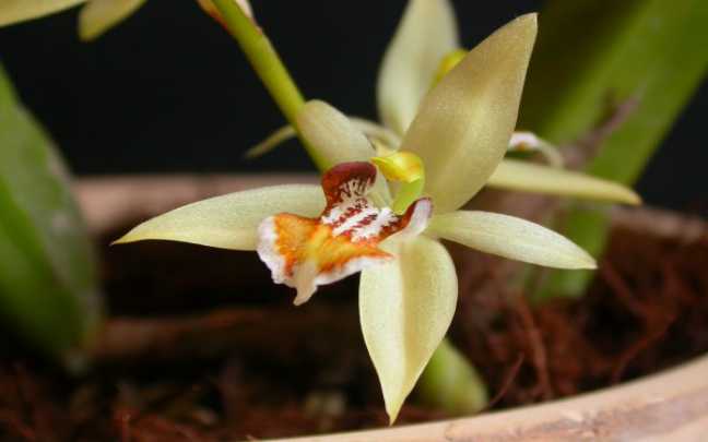Image Name Coelogyne lentiginosa 1