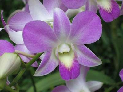 Image Name Cooktown orchid 03