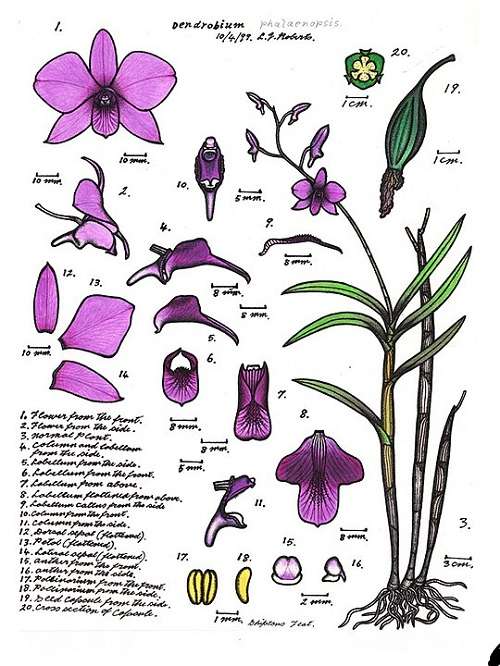 Image Name Cooktown orchid flowers illustration