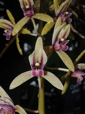 Image Name Cymbidium aloifolium