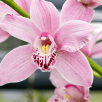 Cymbidium (Boat Orchid): Types, Care, and How to Bloom
