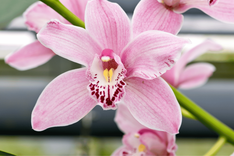 Cymbidium – featured image Cymbidium (Boat Orchid): Types, Care, and How to Bloom