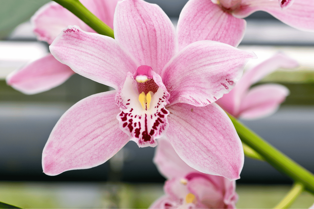 Cymbidium – featured image