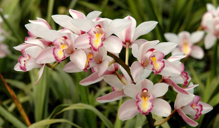 Image Name Cymbidium flower 2
