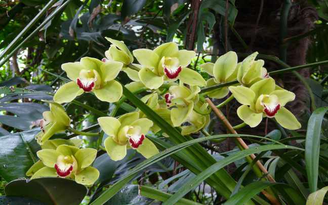 Image Name Cymbidium flower