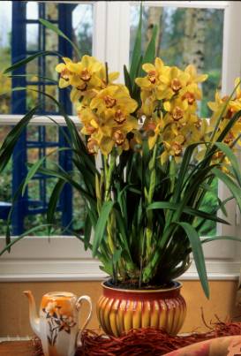 Image Name Cymbidium indoors