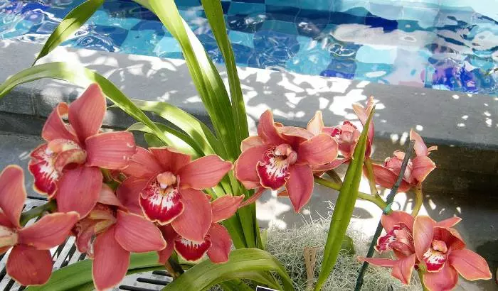 Image Name Cymbidium orchid 01