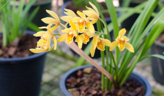 Image Name Cymbidium orchid care