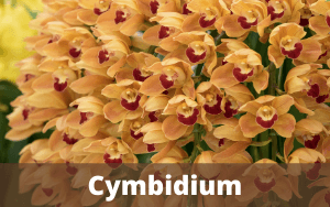Image Name Cymbidium