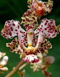 Image Name Cyrtopodium aliciae