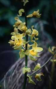 Image Name Cyrtopodium andersonii