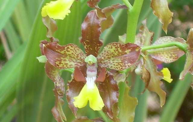 Image Name Cyrtopodium blanchetii