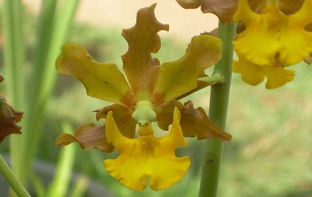 Image Name Cyrtopodium braemii