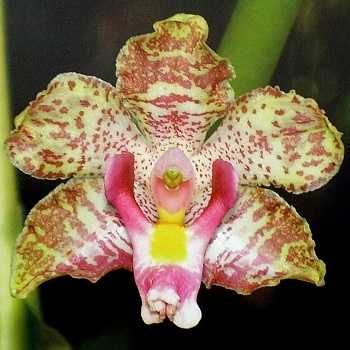 Image Name Cyrtopodium cipoense