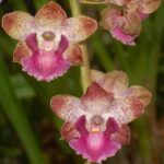 Cyrtopodium Orchids - Curiosities and How to Care