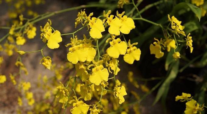 Image Name Dancing lady Orchid flowers