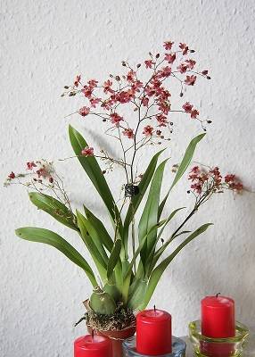 Image Name Dancing lady Orchid