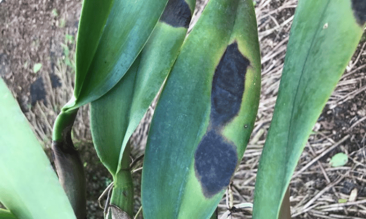Image Name Dark spot on the leaf of an orchid due to sunburn
