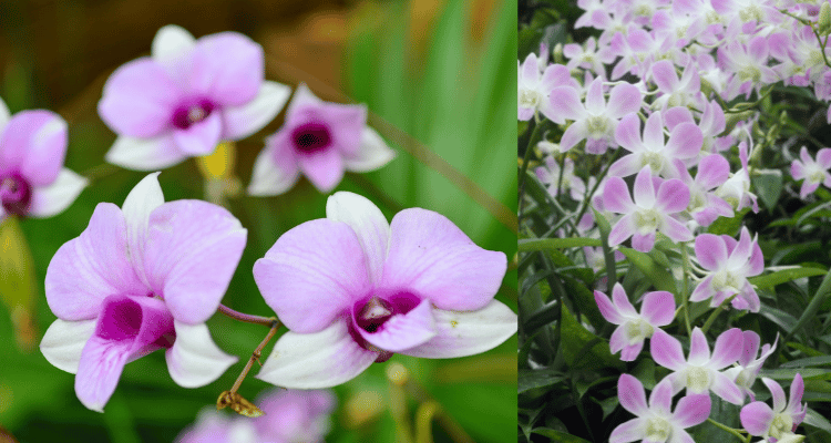Image Name Dendrobium 02