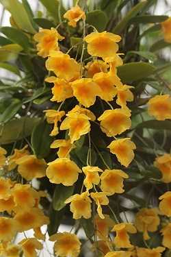 Image Name Dendrobium Agregatum 1