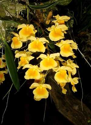 Image Name Dendrobium Agregatum 2