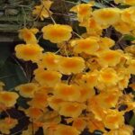 Dendrobium Aggregatum (lindleyi) – How to Care for It Easily