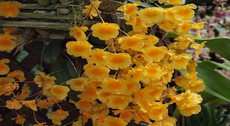 Dendrobium-Agregatum-featured