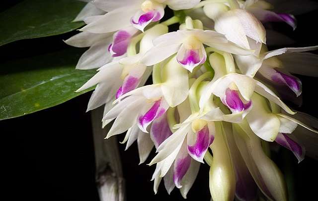 Image Name Dendrobium Amethystoglossum 2