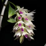 Dendrobium Amethystoglossum - How to Care in 7 Steps