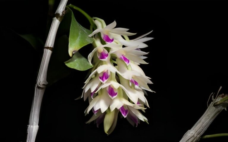 Dendrobium-Amethystoglossum-featured-image Dendrobium Amethystoglossum – How to Care in 7 Steps