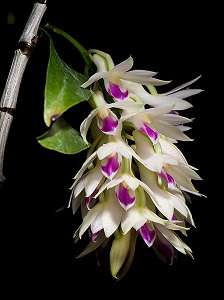 Image Name Dendrobium Amethystoglossum flowers