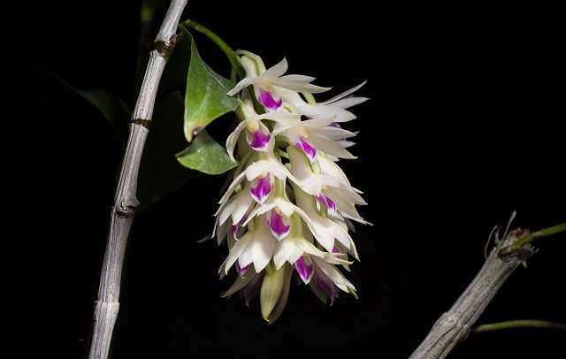 Image Name Dendrobium Amethystoglossum