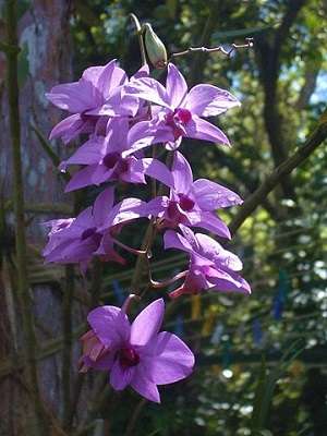 Image Name Dendrobium Bigibbum