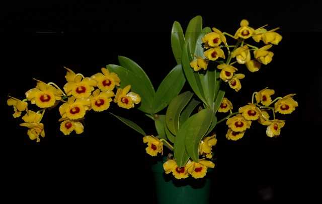 Image Name Dendrobium Chrysotoxum 1 1